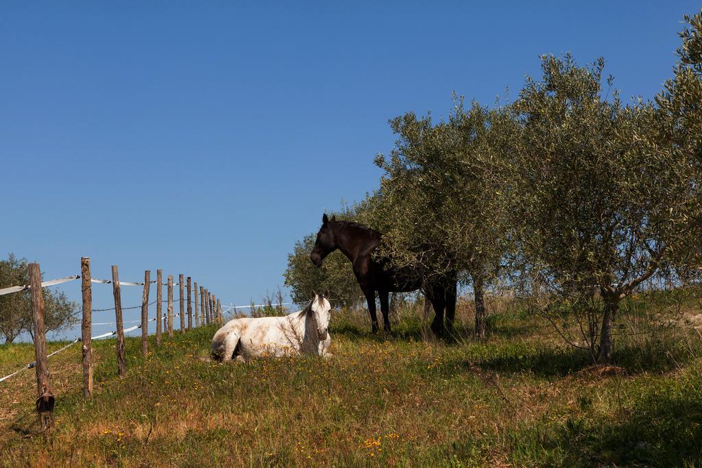 Agriturismo La Collina Пиенца Экстерьер фото